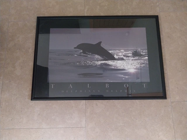 VINTAGE DOLPHIN BOB Talbot Framed Print Titled Dolphin Tales