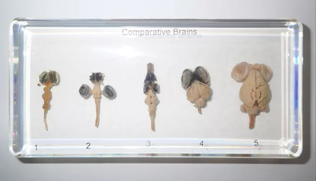 5 Animal Comparative Brains Set Fish, frog, pigeon, rabbit & snake Specimen