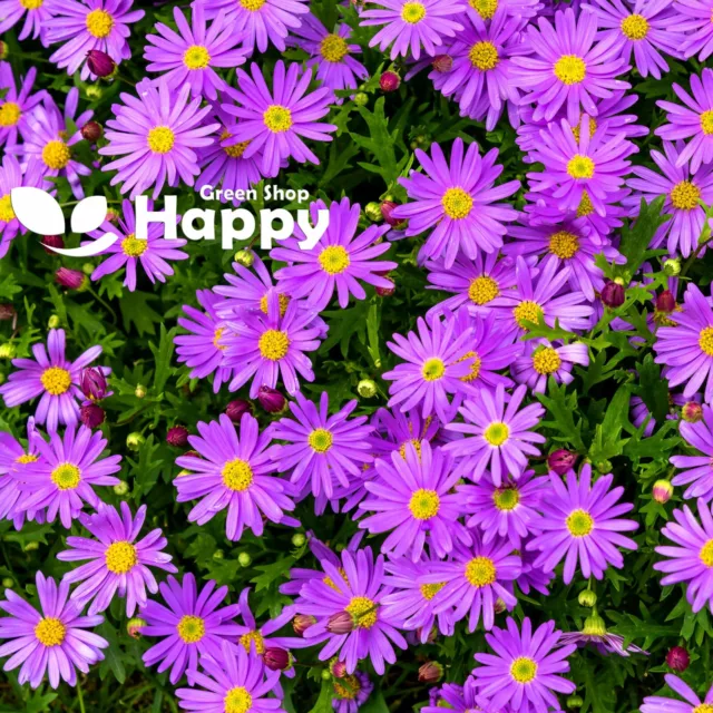 ALPINE ASTER FLOWER MIX 150 SEEDS - Aster Alpinus DAISY LIKE FLOWERS - PERENNIAL