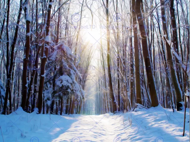 Nature Landscape Snow Winter Forest Tree Sun Poster Art Print Picture Bb1492B