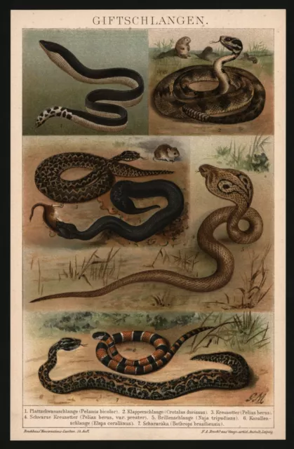Lithographie anno 1896 - Schlangen Kreuzotter Kobra Lanzenotter Klapperschlange