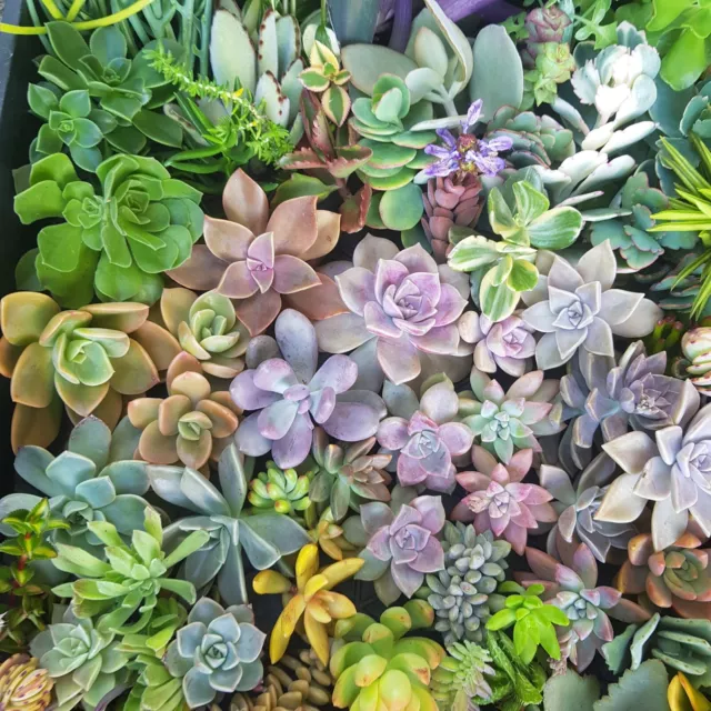 FREE POST 25x SUCCULENT CUTTINGS PACK - No Repeats