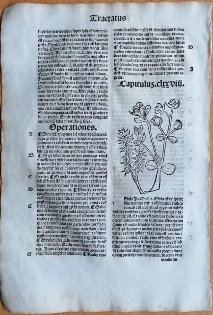 Post Incunable Leaf Hortus Sanitatis Woodcut Botany Elfwort Spurge - 1511