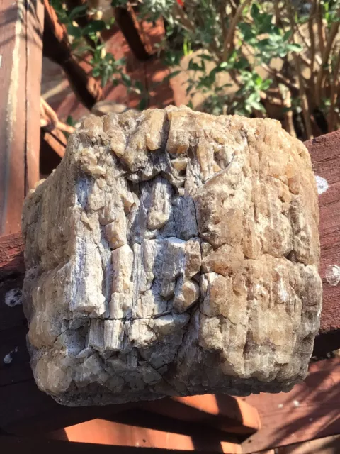 PETRIFIED CRYSTALIZED TEXAS CEDAR  POST FOUND IN BELL COUNTY 4lbs 11oz/ 5” X 4”