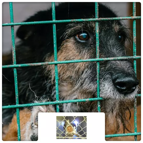 $100 Charitable Donation For: Snip Snap Spay and Neuter Program