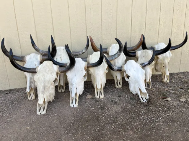 STEER SKULL 24" to 26" wide Polished HORNS ( ONE ONLY) LONGHORN cow bull head