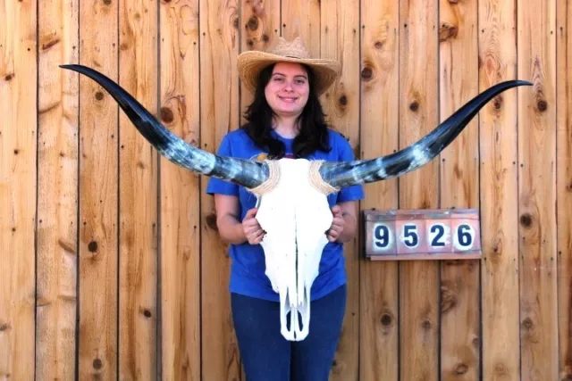 Steer Skull Polished Long Horns Mounted Art!! 4' 5" Cow Bull Longhorn H9526