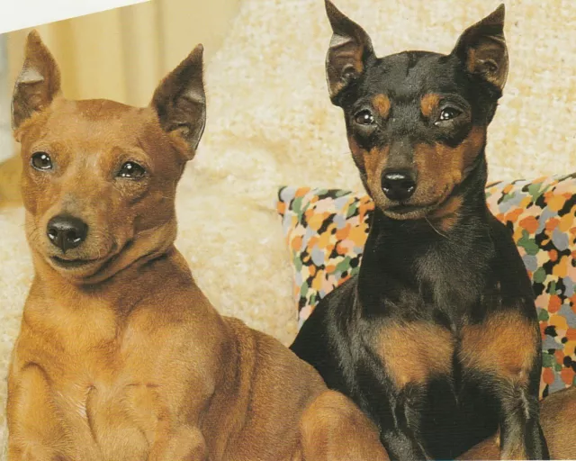 MINIATURE PINSCHER - Information Sheets - World of Dogs **VERY GOOD COPY**