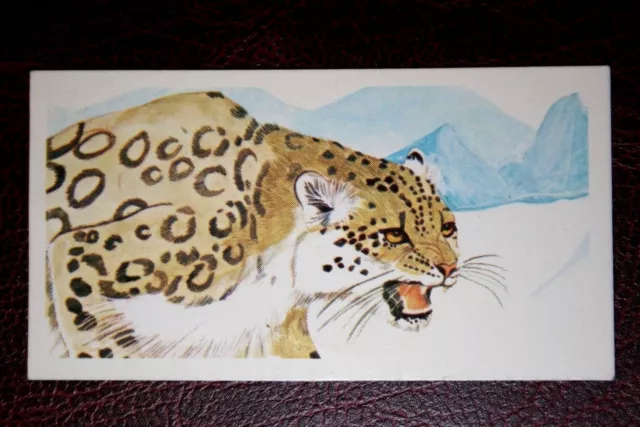 SNOW LEOPARD   Illustrated Wildlife Card  CD12