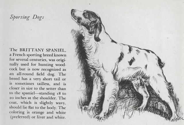 Brittany Spaniel - CUSTOM MATTED - 1945 Vintage Dog Art Print - G. Cook