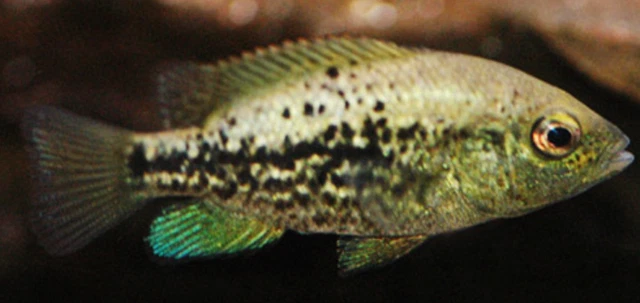 Pack of 2 Live Juvenile Barton's Cichlid Freshwater Tropical Aquarium Fish