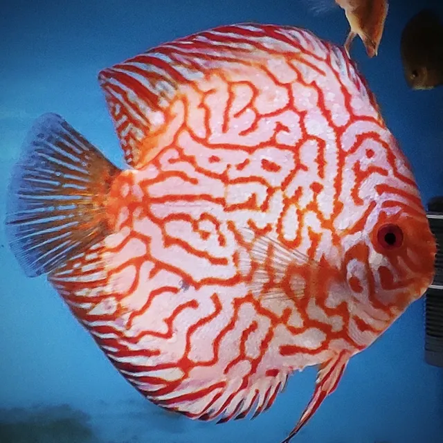 Checkerboard Discus Fish - juvenile - UK BREED - THE BEST on ebay !