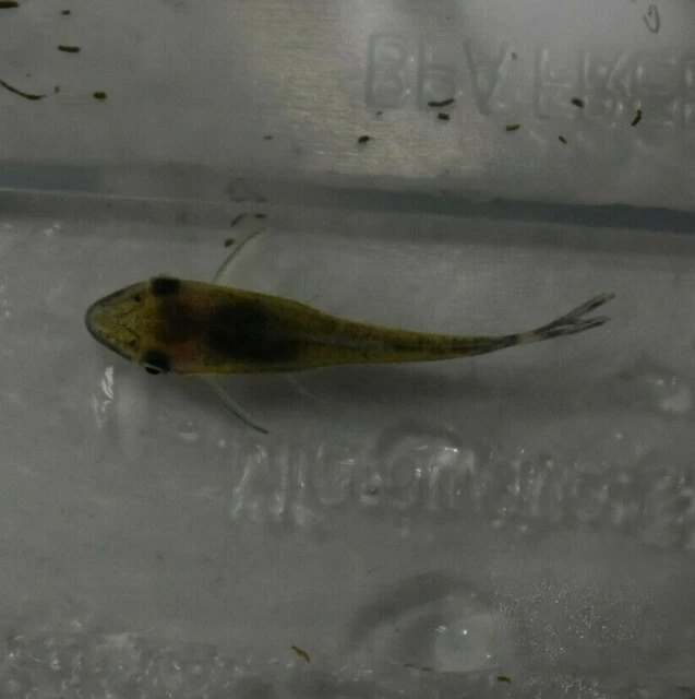 Live Otocinclus Catfish (Pack of 6 Aquarium Algae Eaters) *PLS READ DESCR* 3