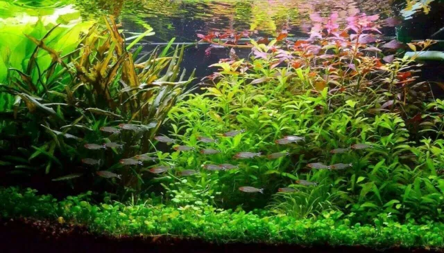 Lot pour aquarium de 150 Plantes en 13 variétés à racines et tiges +20 gratuites