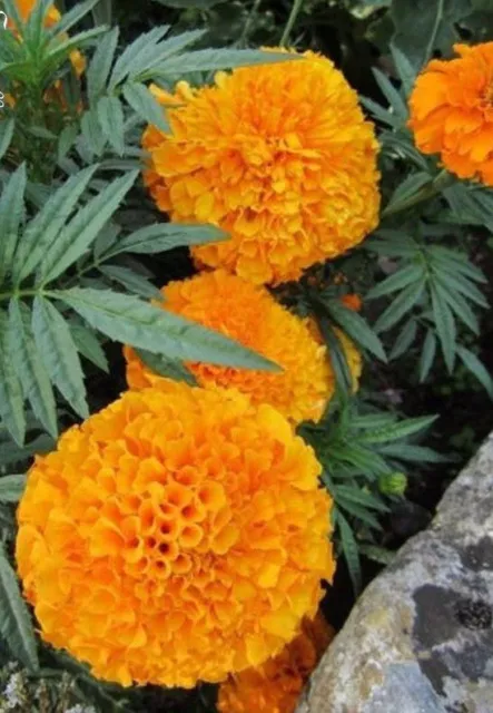 ♫ ROSE d'Inde 'Orangée' -Tagetes patula ♫ Graines ♫ Plante Potagère Aromatique ♫