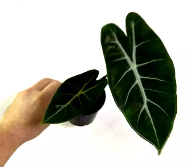 Alocasia lowii Grandis  "Rare Aroid" #8