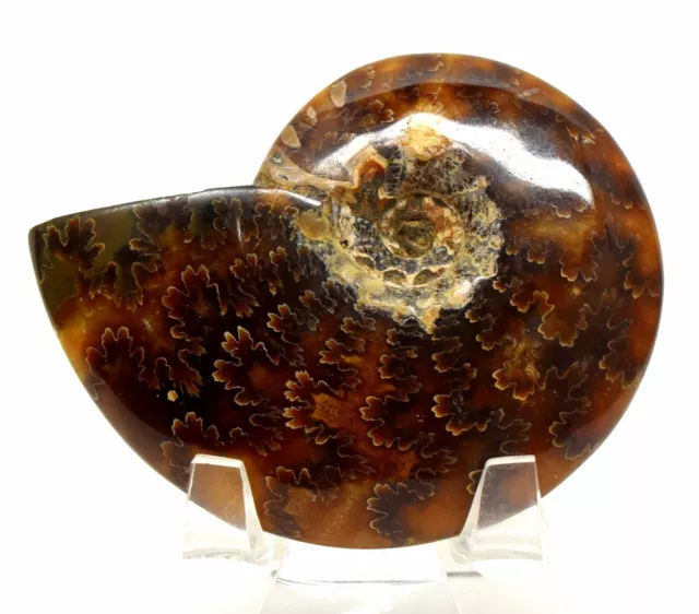 2.8 " Sutured Ammonite Spiral Shell Poliert Natürlich Fossil Probe - Madagaskar