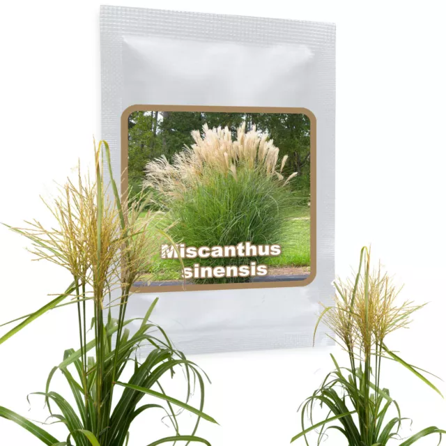 Géant Miscanthus Sinensis ca.100 Graines - Plume Argent - Résistente au Froid