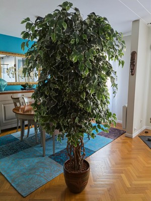 Lex Lex Artificiel Plant Ficus 462 Feuilles Env 115 CM 