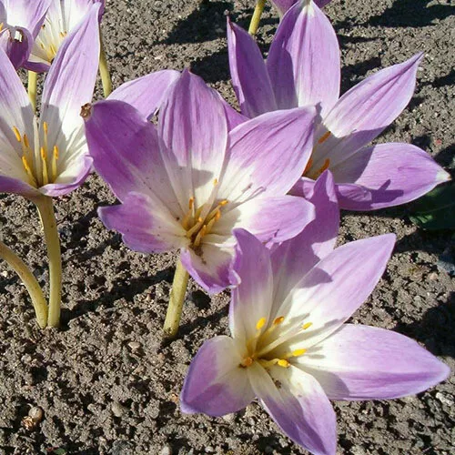 Colchicum Bornmuelleri Hardy Perennial, x10 seeds