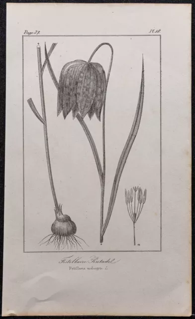 1846 - Fritillaire pintade - Gravure ancienne (Botanique) - Fleur liliacées