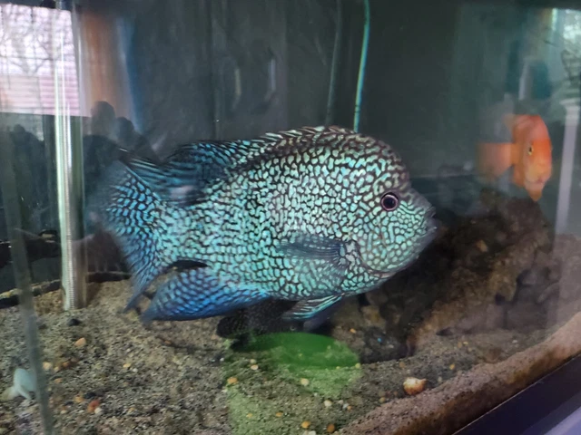 Red Texas cichlid .5" - 1" size 3 pack fresh water live tropical fish 11