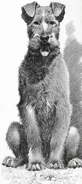 Irish Terrier - CUSTOM MATTED - 1976 Vintage Dog Art Print - Cozzaglio