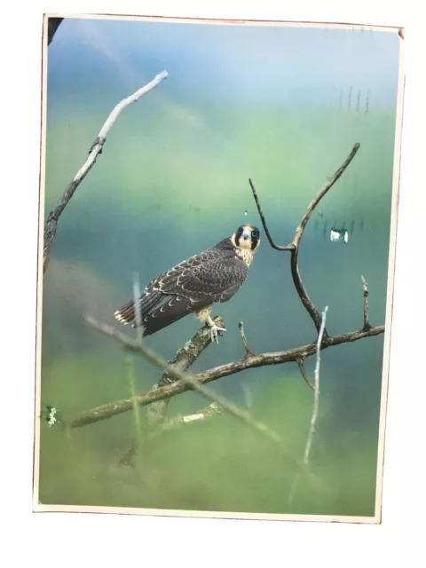 North American Wildlife Peregrine Falcon Postcard Oversized, Posted 1998