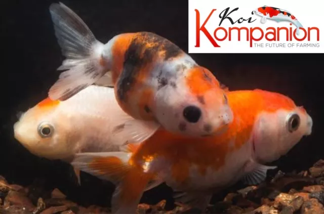 3/5/10X Assorted Lionhead Goldfish Pond Aquarium Freshwater Fish Koi Kompanion