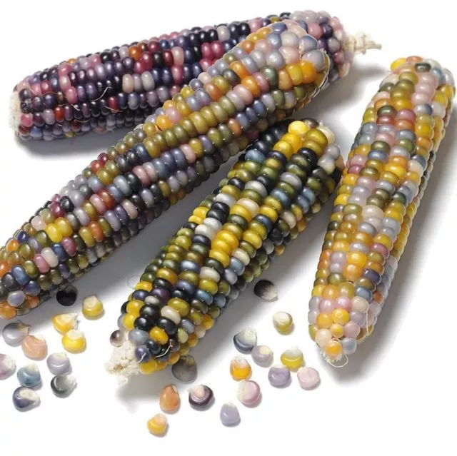 CORN Glass Gem 15 seeds OPEN-POLLINATED vegetable garden WARM SEASON heirloom