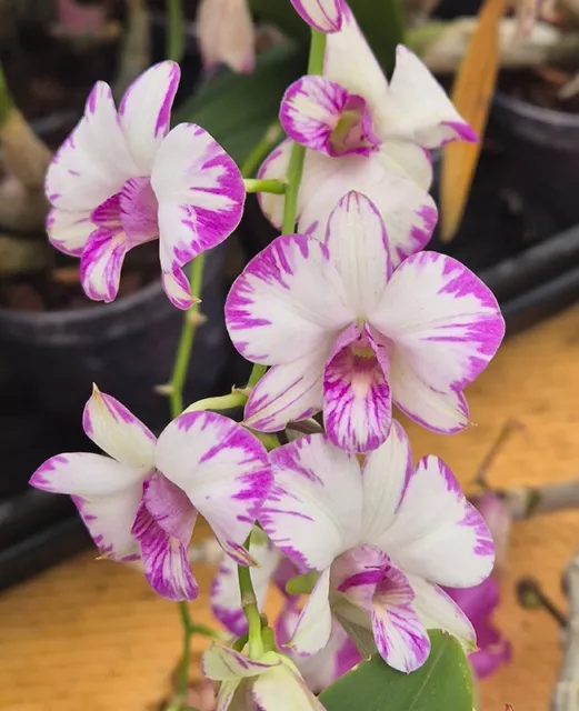 Orchid Orchidee Dendrobium Enobi Purple ‘Splash’ AM/AOS (3 Sr)