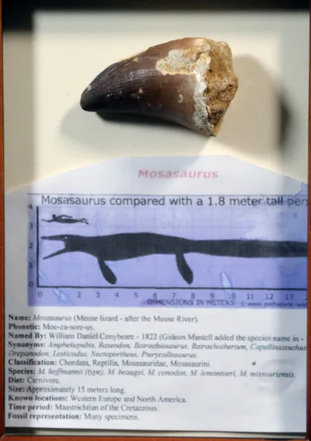 70 Million Year Old Mosasaurus Tooth