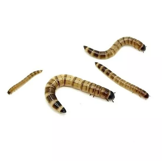 Live Superworms - 50-2000 counts - 4 different sizes - First Class/Priority Mail