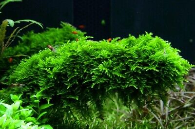 Tropica Vesicularia dubyana "Christmas" Moss - Tissue Culture Cup 3