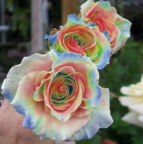 100Pcs/set Colorful Rainbow Rose Flower Seeds Home Garden Plants Multi-Color