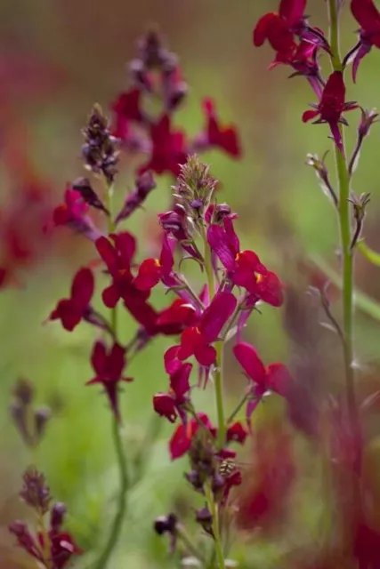 Toadflax 'Licilia Red' - Linaria Maroccana - 100 seeds - 'Licilia Red' Flower