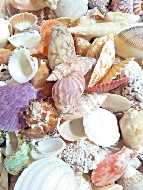 Mixed Sea Shells 400g Large Aquarium Craft Beach Indian Table Wedding Decoration 2