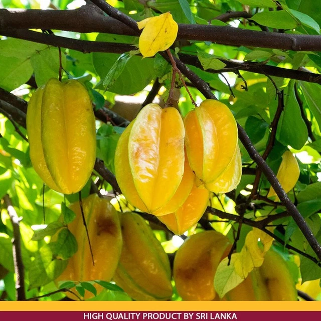 Star Fruit 100+ Fresh Seeds Averrhoa Carambola Tropical Heirloom Free Shipping