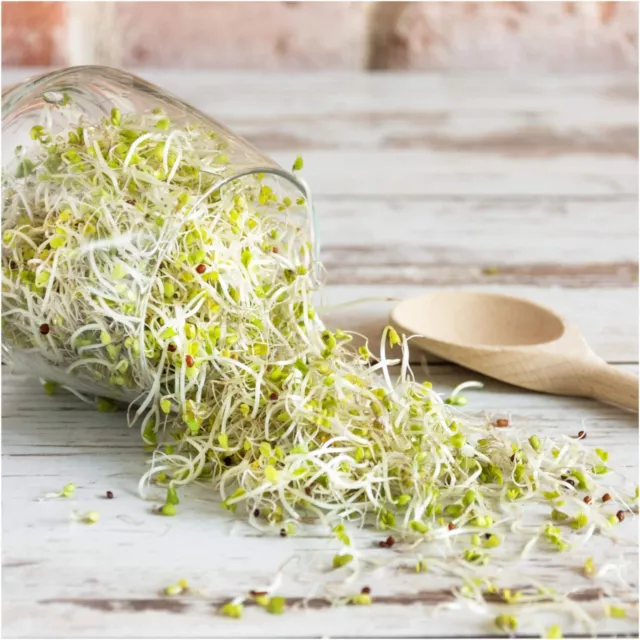 BROCCOLI Sprouts 500-10000 Seeds Spout Sprouting ALL SEASON easy grow brocoli