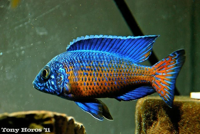 Ngara Flametail Peacock Aulonocara African Cichlid, Guaranteed