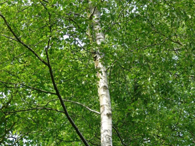 5 Silver Birch 5-6ft Stunning  Mature Specimen Trees, Betula Pendula