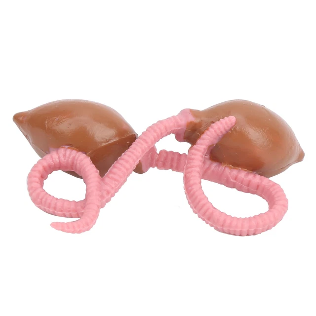 Ruilonghai Ciclo di Crescita del Serpente - Ciclo di Crescita del Serpente Boa,Giocattolo Realistico del Serpente Boa, Che Mostra ai Bambini Le 4 Fasi del Serpente, Ornamenti Artificiali del