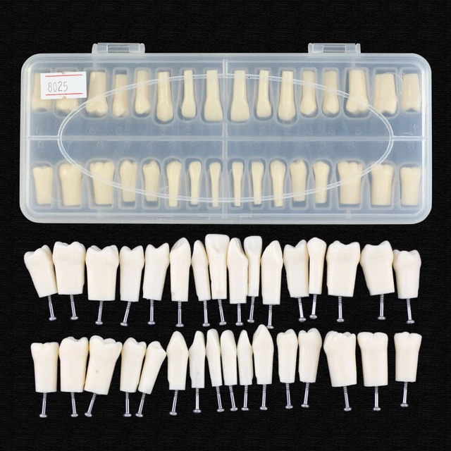 Set of 32 Dental Replacement Typodont Teeth Screws NISSIN Kilgore 200 Series Fit