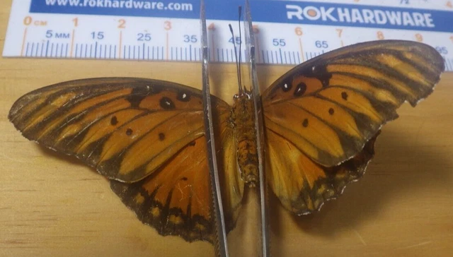 Gulf Fritillary Butterfly Agraulis vanillae Nymphalidae Lepidoptera SE Texas F26