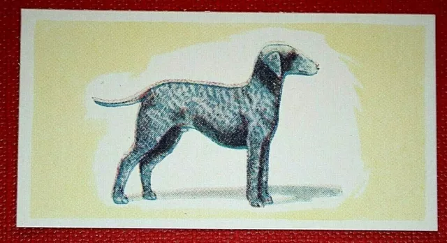 BEDLINGTON TERRIER   Vintage 1950's Mini Card  WC07