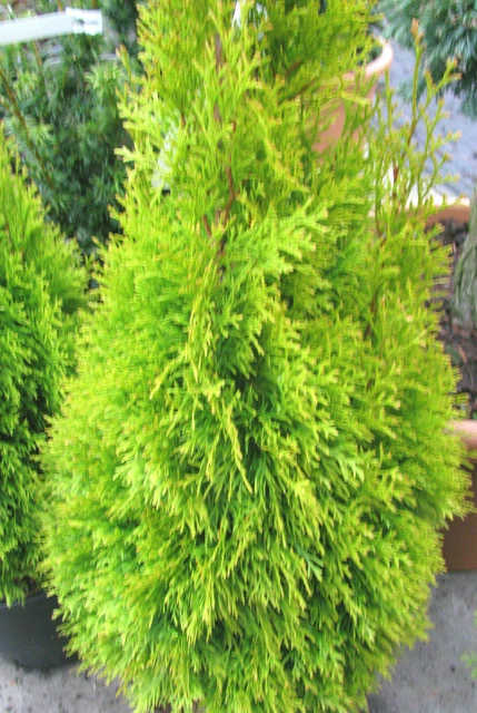 Thuja Smaragd Thuja Occidentalis 'Smaragd', Lebensbaum, Immergrn, |  HORNBACH Trauerweide Baum