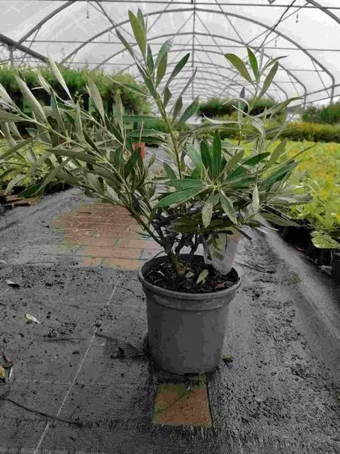 Olivenbaum - Olea Europea winterhart Formgehölz Olive verschiedene Größen