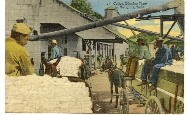 Vintage Black Americana Cotton Ginning in Memphis Tennessee 1940 Postcard