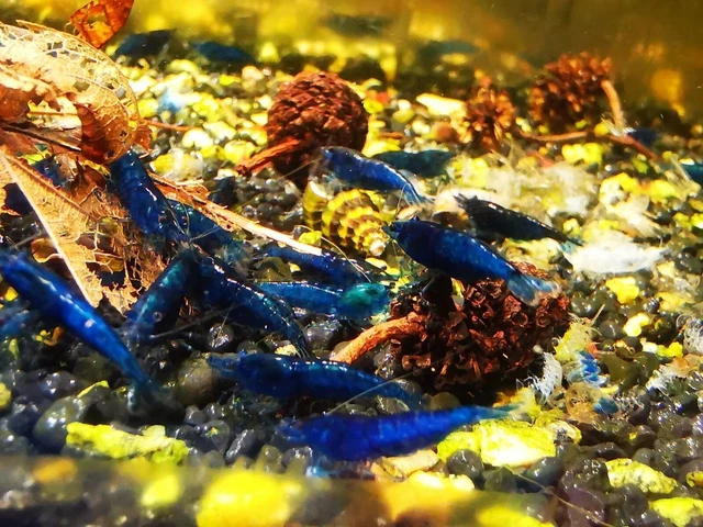 10 +1 Ultra Blue Dream- Freshwater Neocaridina Aquarium Shrimp. Live Guarantee
