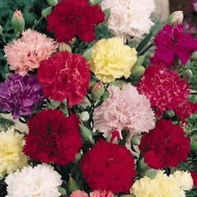 Carnation- Chabaud Mix- 50 Seeds- BOGO 50% off SALE